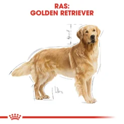 Royal Canin Golden Retriever Adult - Hondenvoer -Bekend Hondenspullen Winkel royal canin golden retriever adult hondenvoer 138877 1000 none