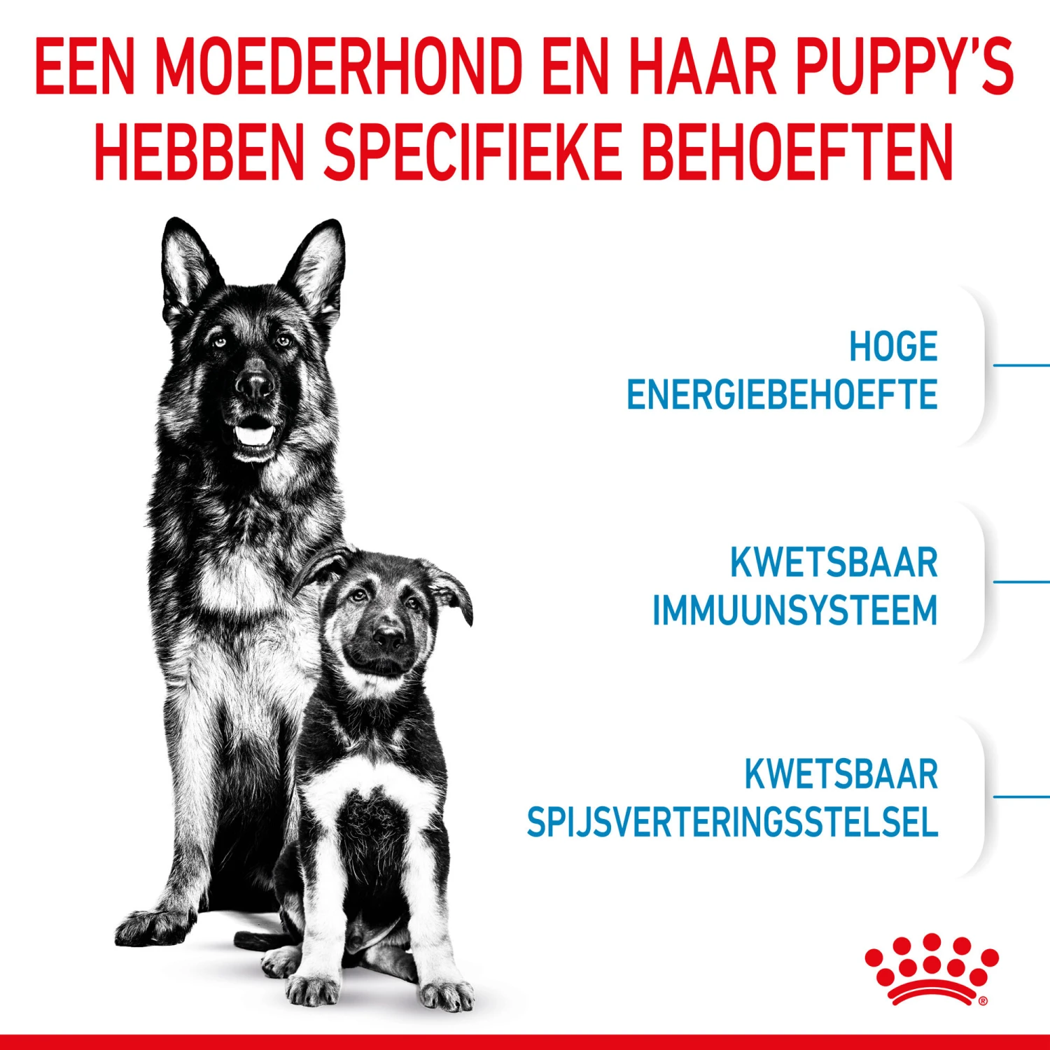 Royal Canin Maxi Starter Mother & Babydog - Hondenvoer 5 Royal Canin Maxi Starter Mother & Babydog - Hondenvoer - Afbeelding 5