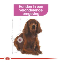Royal Canin Medium Relax Care - Hondenvoer 15 Royal Canin Medium Relax Care - Hondenvoer -Bekend Hondenspullen Winkel royal canin medium relax care hondenvoer 131189 1000 none