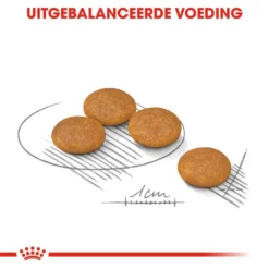 Royal Canin Dermacomfort Mini - Hondenvoer 22 Royal Canin Dermacomfort Mini - Hondenvoer -Bekend Hondenspullen Winkel royal canin mini dermacomfort hondenvoer 133001 1000 none