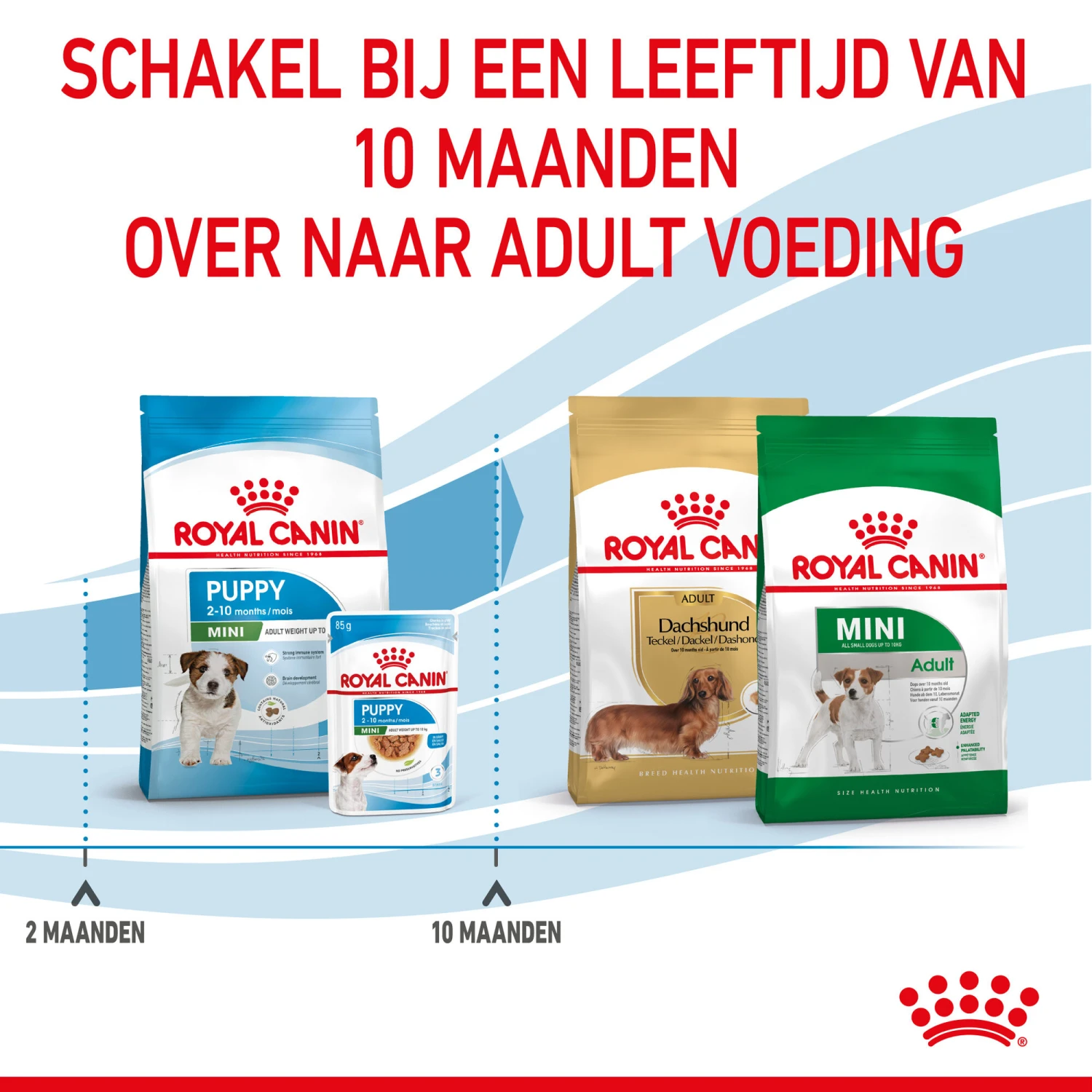 Royal Canin Mini Puppy - Hondenvoer 14 Royal Canin Mini Puppy - Hondenvoer - Afbeelding 14