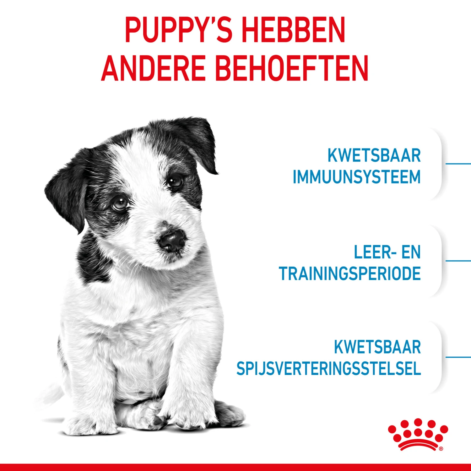 Royal Canin Mini Puppy - Hondenvoer 11 Royal Canin Mini Puppy - Hondenvoer - Afbeelding 11