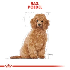 Royal Canin Poodle Puppy - Hondenvoer -Bekend Hondenspullen Winkel royal canin poodle puppy hondenvoer 139759 1000 none