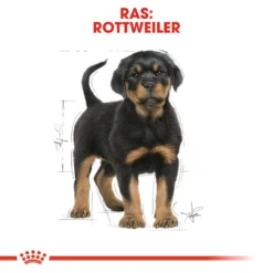 Royal Canin Rottweiler Puppy - Hondenvoer -Bekend Hondenspullen Winkel royal canin rottweiler puppy hondenvoer 140035 1000 none