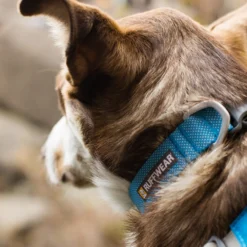 Ruffwear Hi & Light Collar -Bekend Hondenspullen Winkel ruffwear hi light collar 194261 1000 none