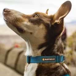 Ruffwear Hi & Light Collar -Bekend Hondenspullen Winkel ruffwear hi light collar 194264 1000 none