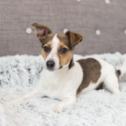 Trixie Bekleding-Beschermdeken Harvey -Bekend Hondenspullen Winkel trixie bekleding beschermdeken harvey 206315 2000 none