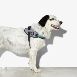 Zee.Dog FlyHarness Hondentuigje -Bekend Hondenspullen Winkel zeedog flyharness hondentuigje 221592 1000 none